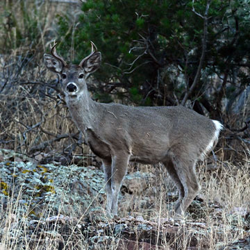 Coues' white-tailed deer